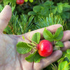 50 Pink BEACH ROSE aka Seaside or Sand Rose, Beach Tomato Rosa Rugosa Huge Red Hips Flower Seeds