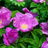 Pink Cinnamon Rose Seeds – Bush Amur Rosa Davurica Fragrant Flower