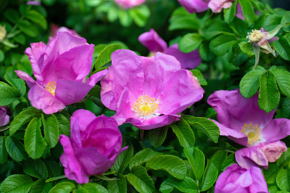 Pink Cinnamon Rose Seeds – Bush Amur Rosa Davurica Fragrant Flower