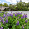 100 PERENNIAL LUPINE Blue Violet Lupinus Perennis Wild Lupine Sundial Purple Native Hummingbird Flower Seeds