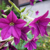 Heirloom Mixed Colors Nicotiana Seeds – (Ornamental Flowering Tobacco) Nicotiana Alata Flower – photo 11