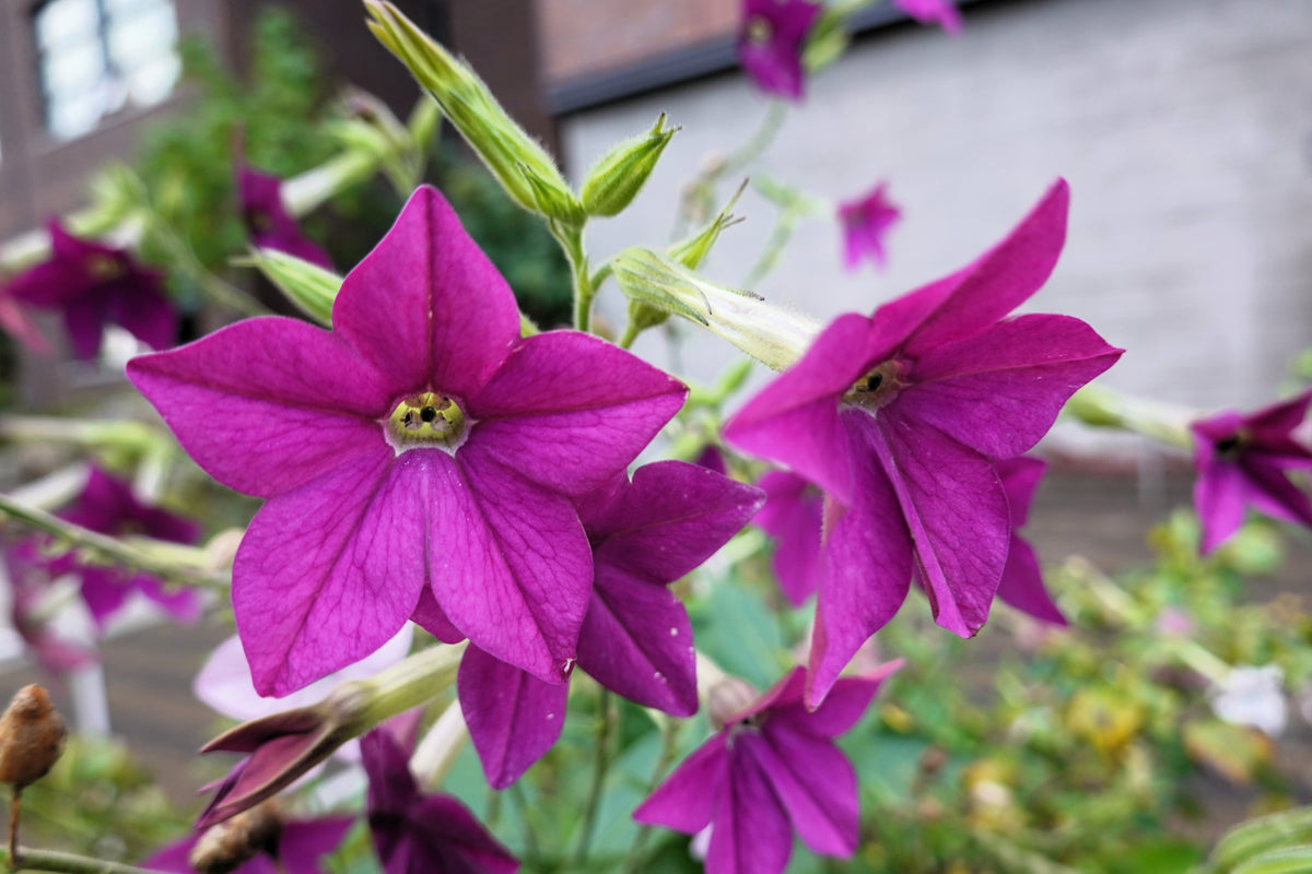 Heirloom Mixed Colors Nicotiana Seeds – (Ornamental Flowering Tobacco) Nicotiana Alata Flower – photo 11