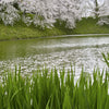 250 SWEET FLAG GRASS Wetland Pond Acorus Calamus Ornamental Seeds