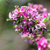 100 SLENDER BUSH CLOVER Lespedeza Virginica Bushclover Native Shrub Pink Purple Flower Legume Seeds