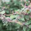300 GREEN SHISO aka PERILLA Frutescens Ornamental Herb Seeds Green & Purple