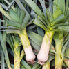 800 AMERICAN FLAG LEEK (Large Leek) Allium Porrum Vegetable Seeds
