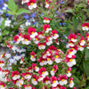 50 RED & WHITE NEMESIA Strumosa Danish Flag Fragrant Bicolor Flower Seeds