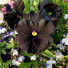 50 BLACK PANSY Clear Crystals Viola Wittrockiana Flower Seeds