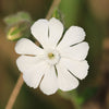 50 WHITE LYCHNIS Coronaria Alba (White Rose Campion / Evening Lychnis / Silene / White Cockle) Flower Seeds