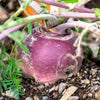 1500 American PURPLE TOP RUTABAGA Brassica Napus Root Vegetable & Greens Seeds