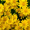 1000 DAHLBERG DAISY Thymophylla Tenuiloba Yellow Flower Seeds - aka Golden Fleece, Gold Carpet,  Shooting Star