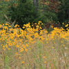 100 SWAMP SUNFLOWER (Narrowleaf Sunflower) Helianthus Angustifolius Flower Seeds