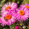 100 Pink NEW ENGLAND ASTER Aster Novae var Angliae Flower Seeds
