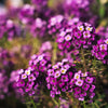 Easter Bonnet Alyssum Seeds – Lobularia Maritima Bright Purple Flower – photo 4