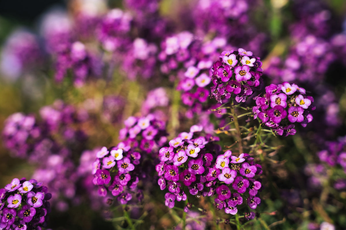 Easter Bonnet Alyssum Seeds – Lobularia Maritima Bright Purple Flower – photo 4