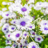750 White BACHELOR'S BUTTON / CORNFLOWER Centaurea Cyanus Flower Seeds