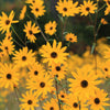 100 SWAMP SUNFLOWER (Narrowleaf Sunflower) Helianthus Angustifolius Flower Seeds