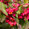 25 EUROPEAN SPINDLE TREE Euonymus Europaeus Spindletree Pink & Orange Flower Shrub Seeds