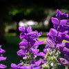 50 BLUE Monday CLARY SAGE Salvia Viridis Horminum Herb Flower Seeds