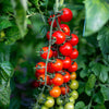Red Sweetie Cherry Tomato Seeds – Super Sweet 1" Lycopersicon Fruit Vegetable