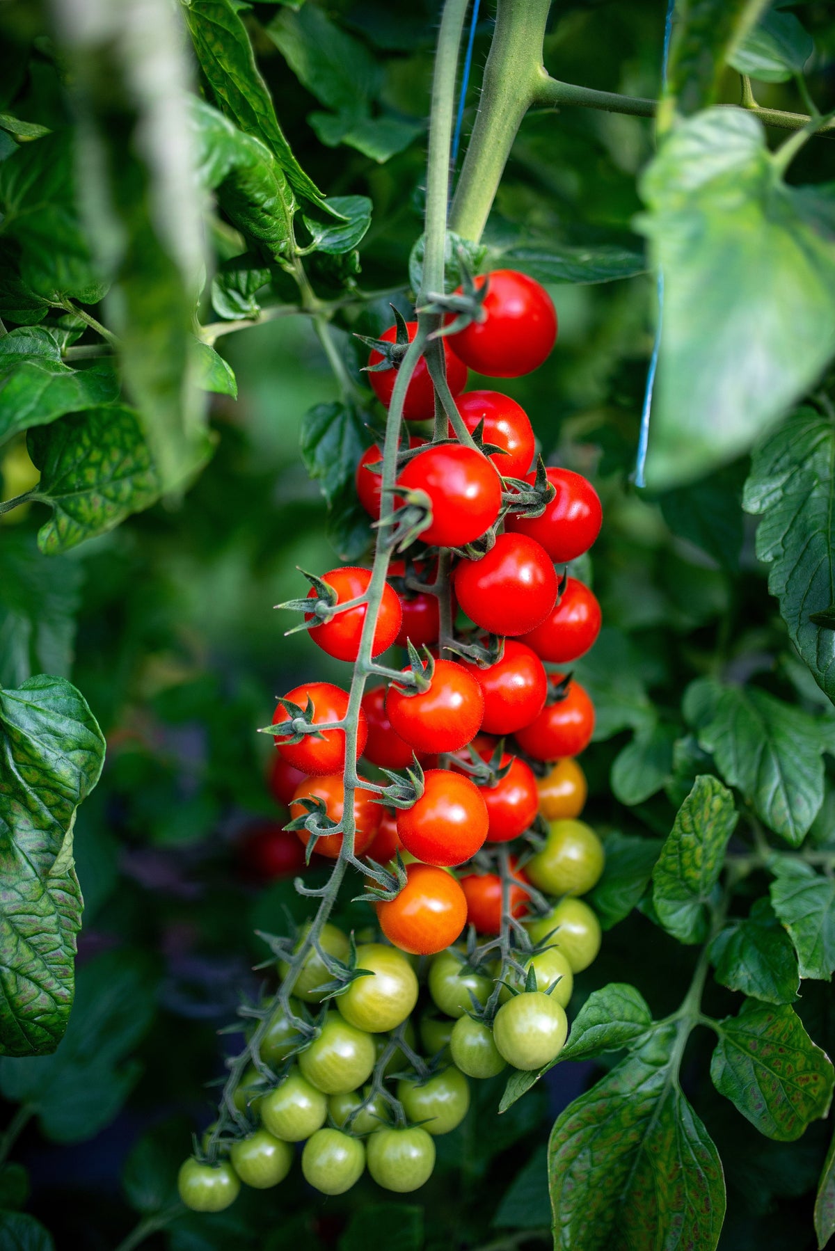 Red Sweetie Cherry Tomato Seeds – Super Sweet 1" Lycopersicon Fruit Vegetable