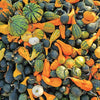30 MIXED GOURD Lagenaria Siceraria Seeds