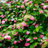 Variegated Arctic Beauty Kiwi Seeds – Fruit Edible Actinidia Kolomikta Vine – photo 10