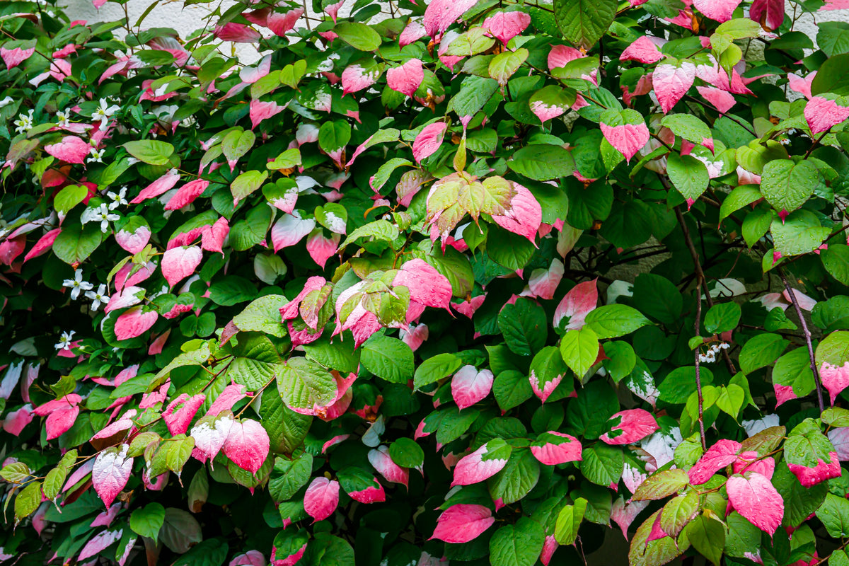 Variegated Arctic Beauty Kiwi Seeds – Fruit Edible Actinidia Kolomikta Vine – photo 10