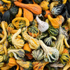 30 MIXED GOURD Lagenaria Siceraria Seeds