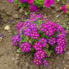 100 MIXED COLORS VERBENA Hybrida Compacta Flower Seeds