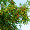 20 ASIAN DATE Jujube Ziziphus Spinosa Common Chinese Tsao Red Fruit Tree Seeds