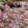 100 LADY In BLACK Calico ASTER Aster Lateriflorus Flower Seeds