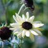 25 ITALIAN WHITE SUNFLOWER Helianthus Debilis Flower Seeds