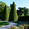 10 ENGLISH YEW Taxus Baccata Tree Shrub Conifer Sun or Shade Red Ornamental Berry Seeds