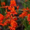 10 RED LUCIFER CROCOSMIA Crocosmia Masoniorum Flower Seeds