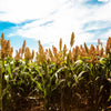 50 HONEY DRIP SORGHUM Bicolor Honey Drop Syrup Grain Vegetable Seeds