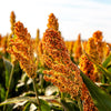Syrup Rox Orange Sorghum Seeds – Waconia Sugar Cane Bicolor Vegetable Grain – photo 3