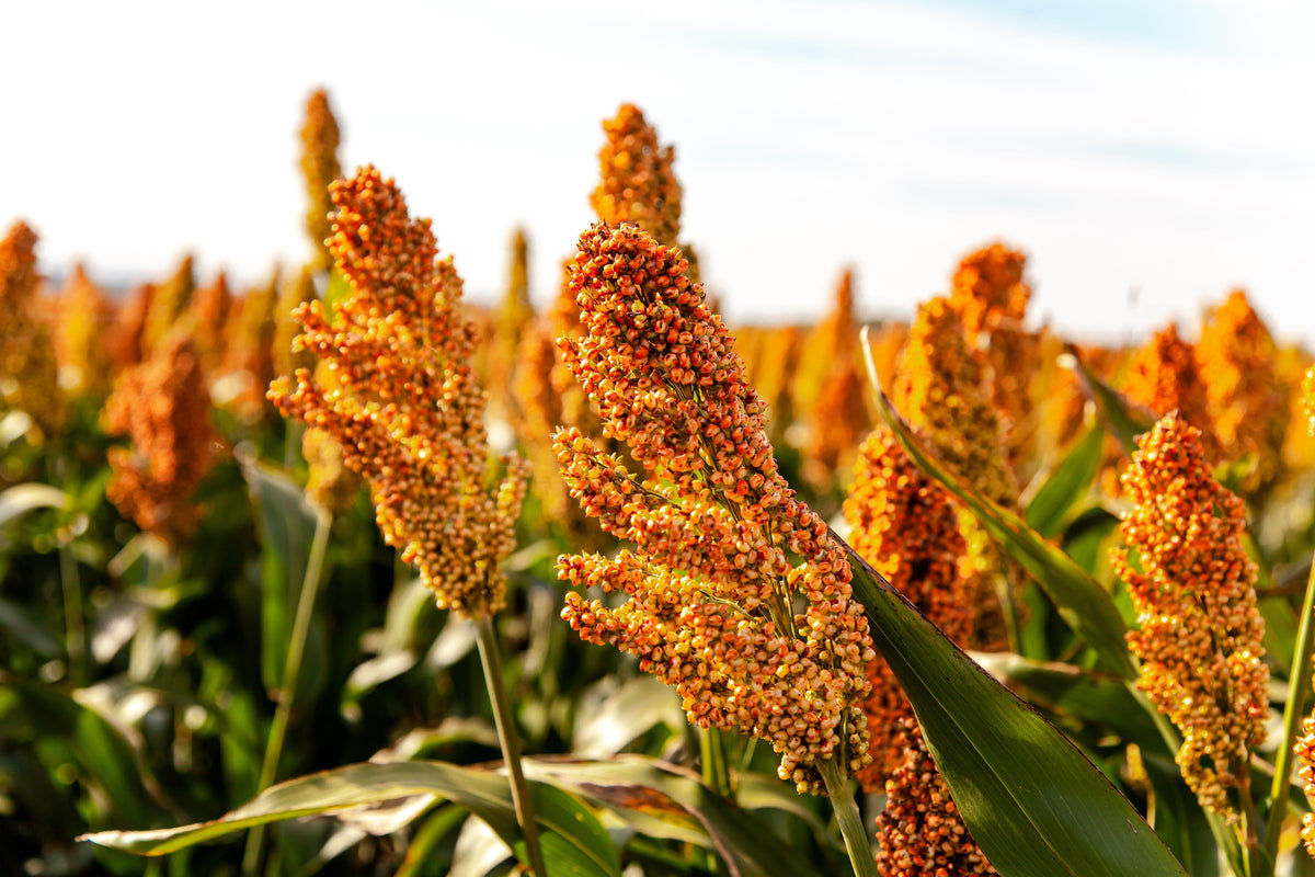 Syrup Rox Orange Sorghum Seeds – Waconia Sugar Cane Bicolor Vegetable Grain – photo 3
