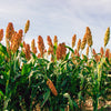 Wild Game Food Plot Sorghum Seeds –