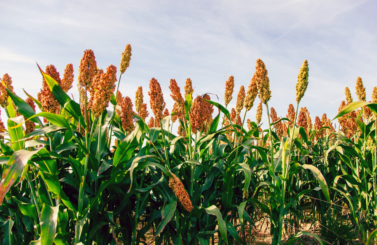 Wild Game Food Plot Sorghum Seeds –