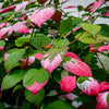 Variegated Arctic Beauty Kiwi Seeds – Fruit Edible Actinidia Kolomikta Vine – photo 11