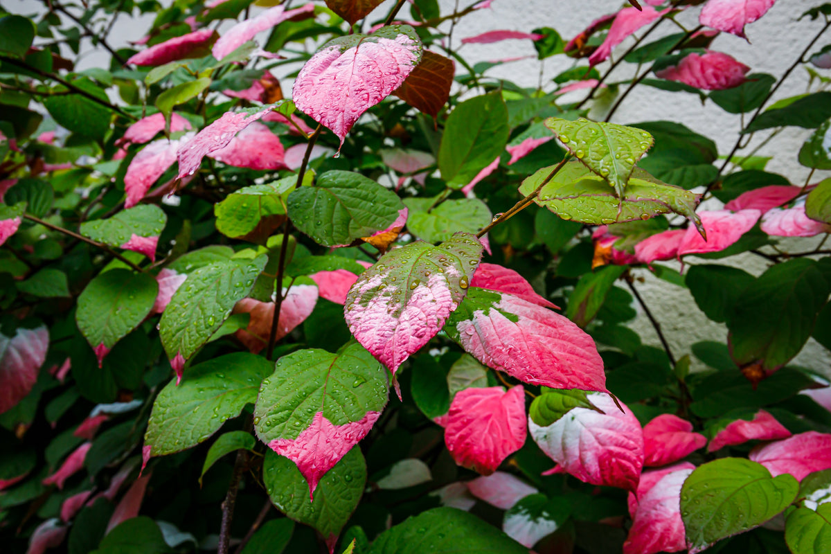 Variegated Arctic Beauty Kiwi Seeds – Fruit Edible Actinidia Kolomikta Vine – photo 11