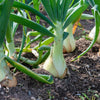 500 Sweet WHITE SPANISH ONION Allium Cepa Vegetable Seeds