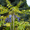 7 BLUE SAUSAGE FRUIT Edible & Ornamental Decaisnea Fargesii Tree Shrub Seeds