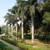 10 Florida ROYAL PALM Roystonea Regia Tree Houseplant Seeds