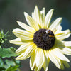 25 ITALIAN WHITE SUNFLOWER Helianthus Debilis Flower Seeds