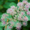 20 SIBERIAN GINSENG Eleutherococcus Senticosus Ci Wu Jia Herb Shrub Seeds