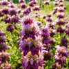 2000 BEE BALM Lemon MINT Monarda Citriodora Herb Purple Flower Seeds