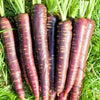 400 COSMIC PURPLE CARROT Daucus Carota Vegetable Seeds