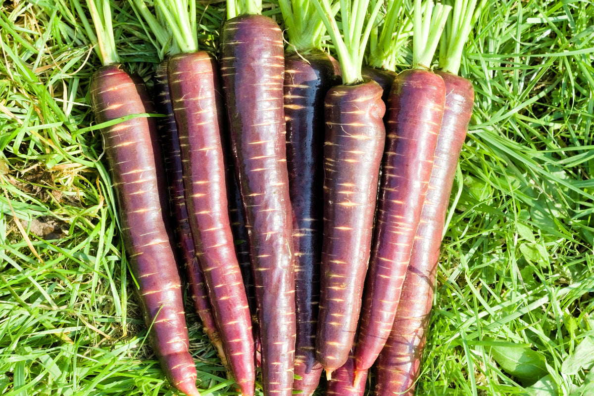 Cosmic Purple Carrot Seeds – Daucus Carota Vegetable